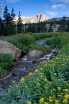 Mount Alice, flowers, stream,